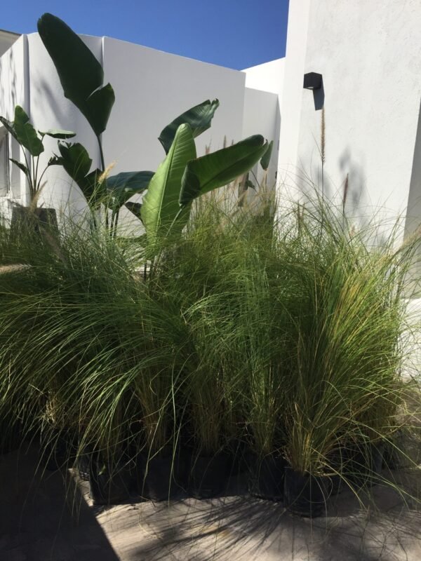 Pennisetum Rupelli (Cola de Zorro) - Imagen 2