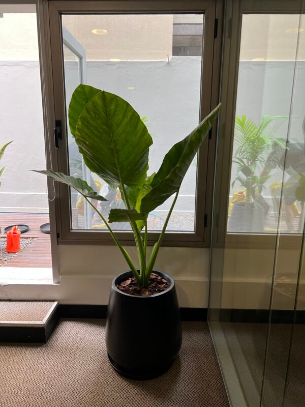 Alocasia Oreja de Elefante XL - Imagen 3