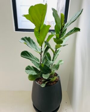 Pandurata Doble Planta
