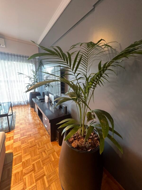 Palmera Seafortia XL + Maceta Rotomoldeo 50x37 + Sustratos - Imagen 2