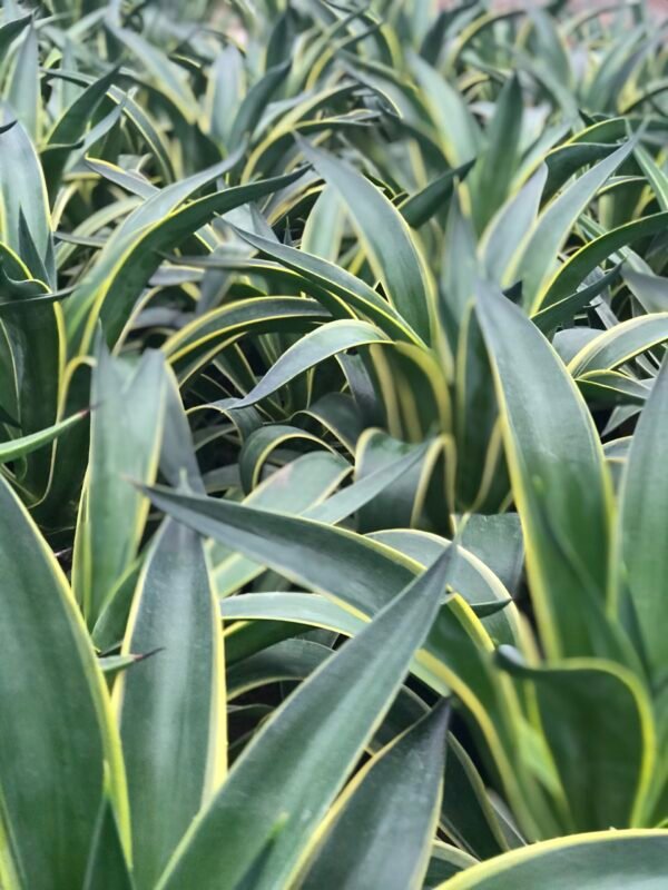 Agave Atenuata - Imagen 3