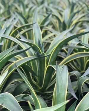 Agave Atenuata